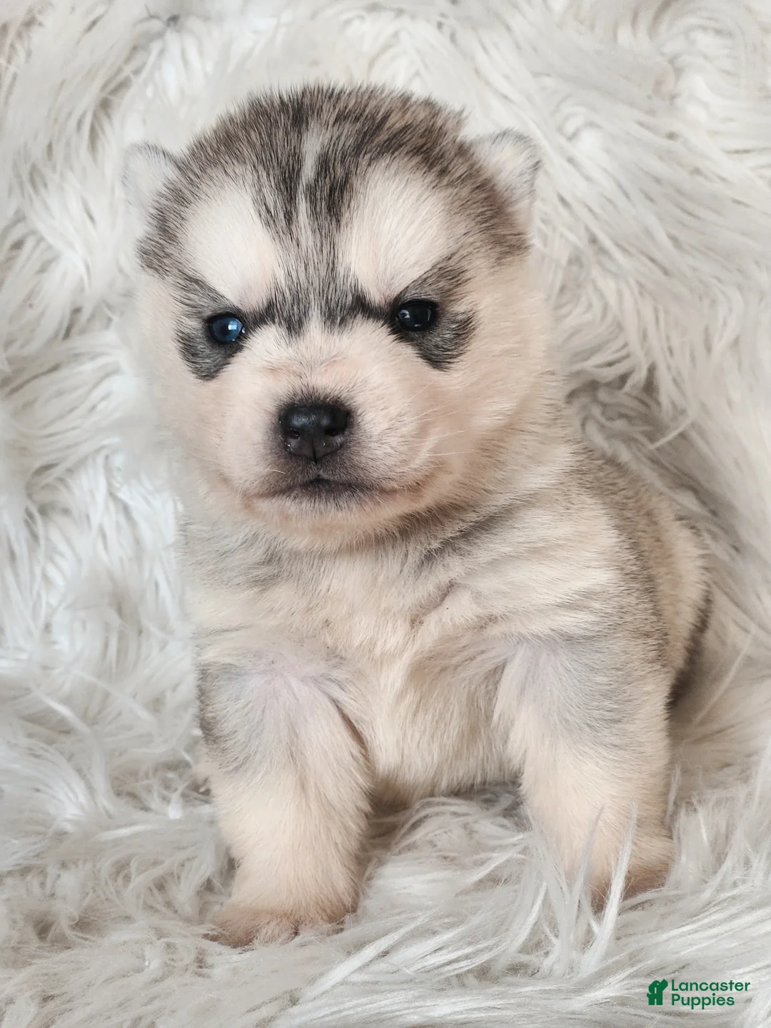 Siberian Husky dogs for sale: River - Ad 2