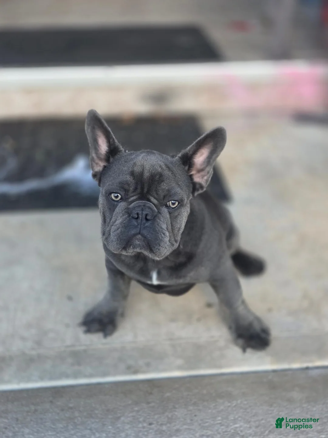 French Bulldog dogs for sale: Blue - Ad 1