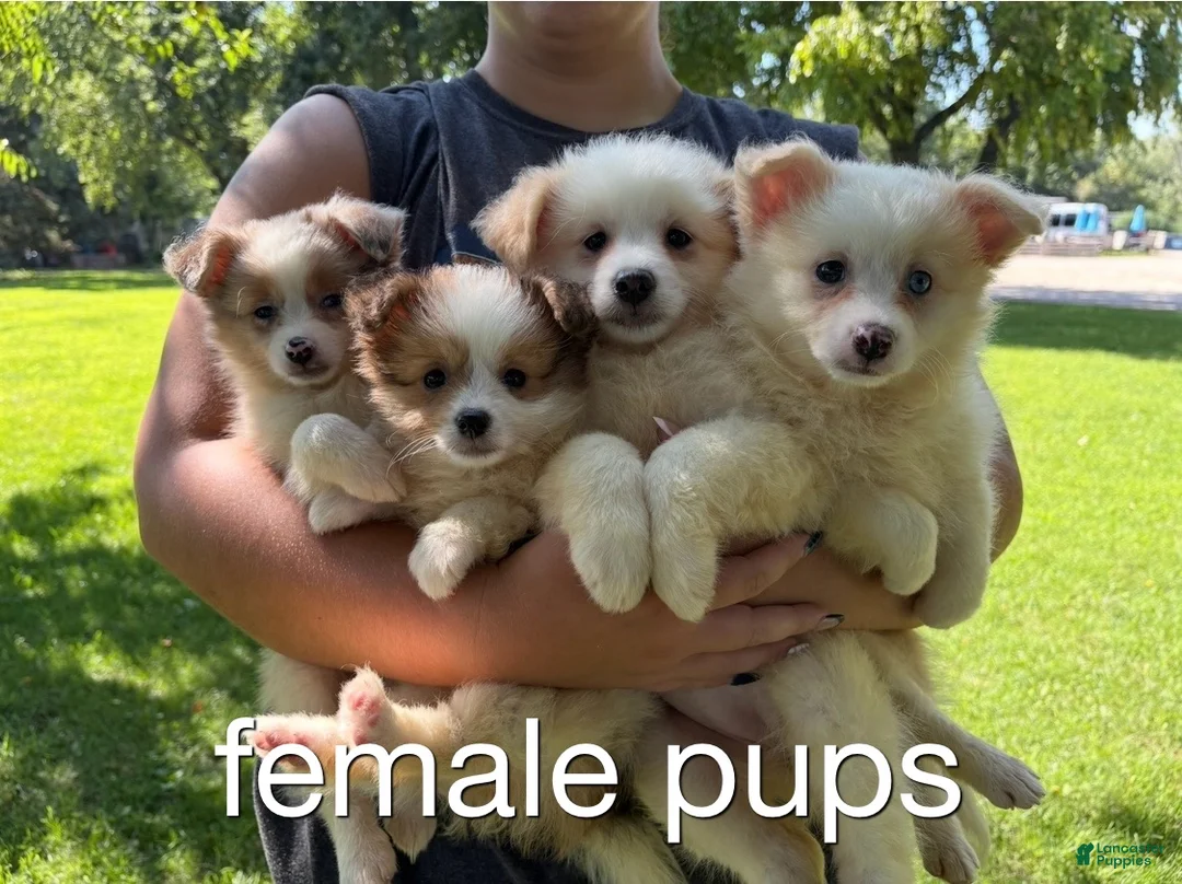 Mixed Breed dogs for sale: Mixed Breed 5 - Ad 2