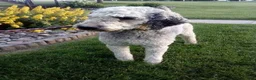 Newfypoo dogs for sale: Raina - Ad 9