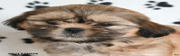 Shihpoo dogs for sale: Dora - Ad 5