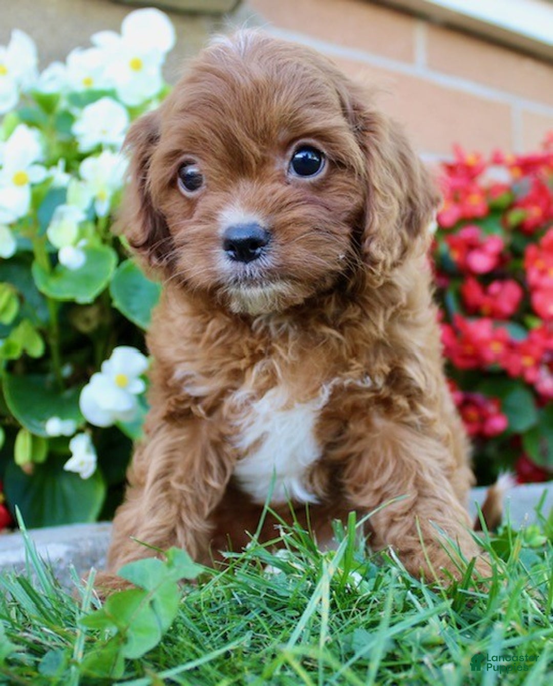 Cavapoo dogs for sale: Parker - Ad 14
