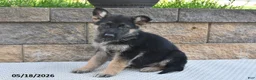 German Shepherd dogs for sale: Ozzie - Ad 2