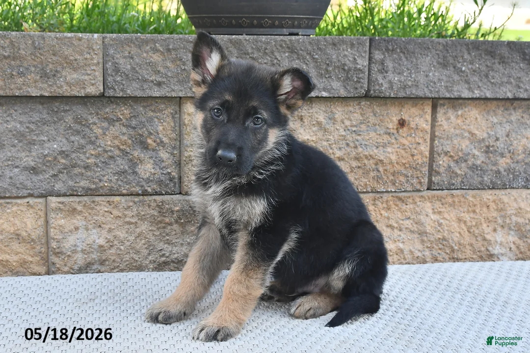 German Shepherd dogs for sale: Ozzie - Ad 2