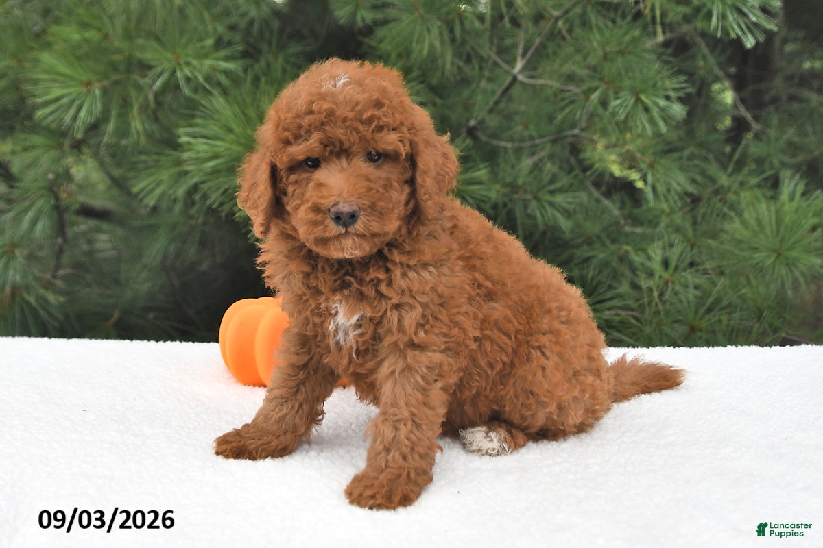 Mini Goldendoodle dogs Winston - Ad 2