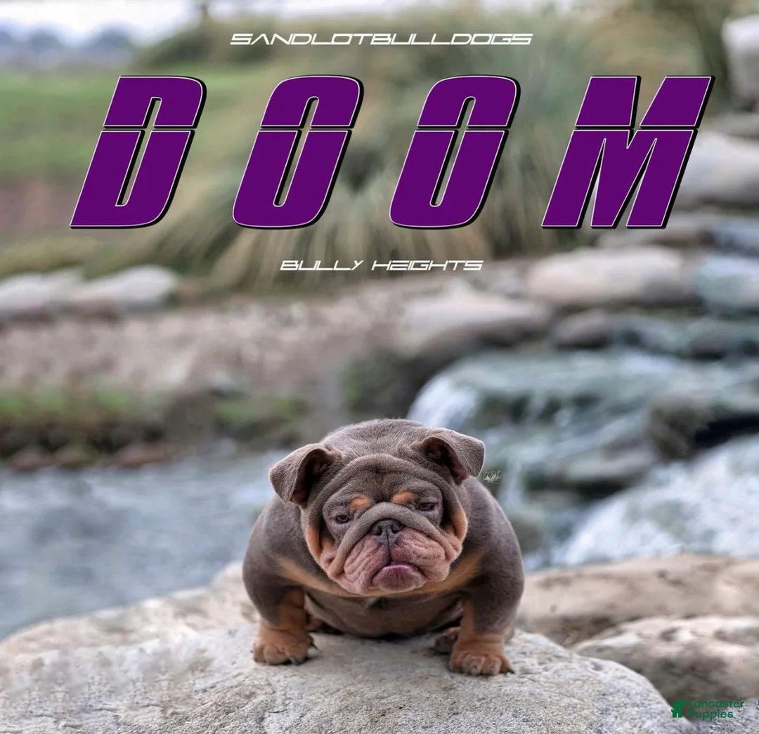 English Bulldog dogs for sale: English Bulldog Puppy 1 - Ad 2