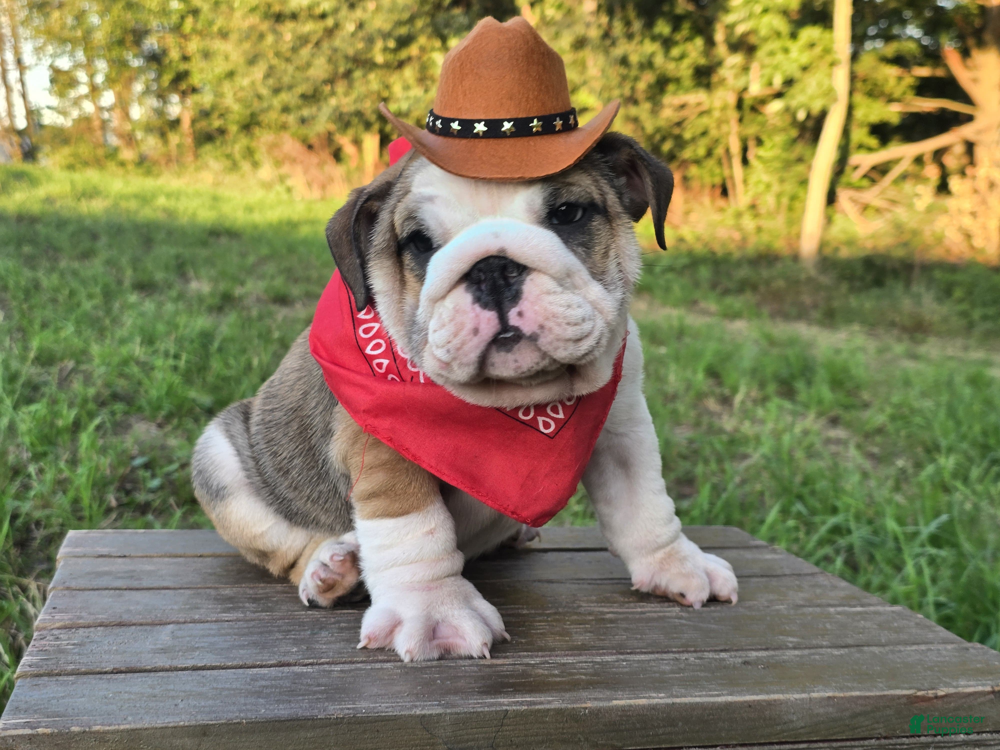 English Bulldog dogs Marshall - Ad 2