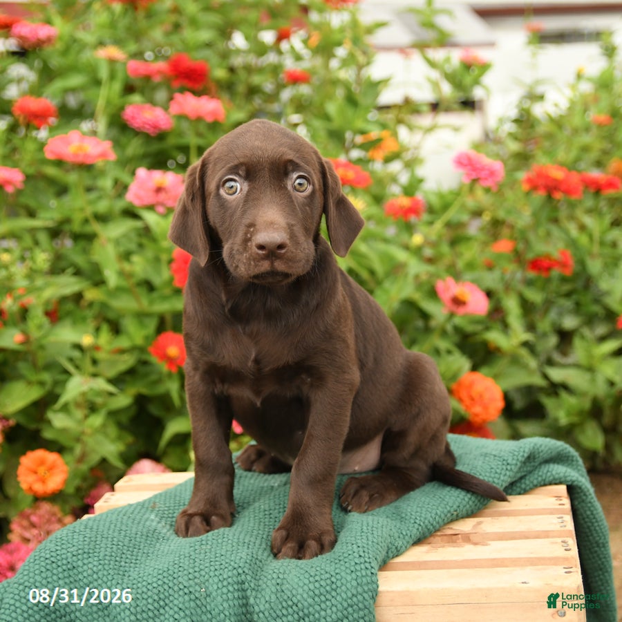 Labrador Retriever dogs Kenzie - Ad 1