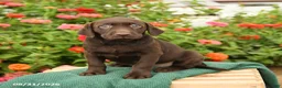 Labrador Retriever dogs for sale: Kenzie - Ad 1