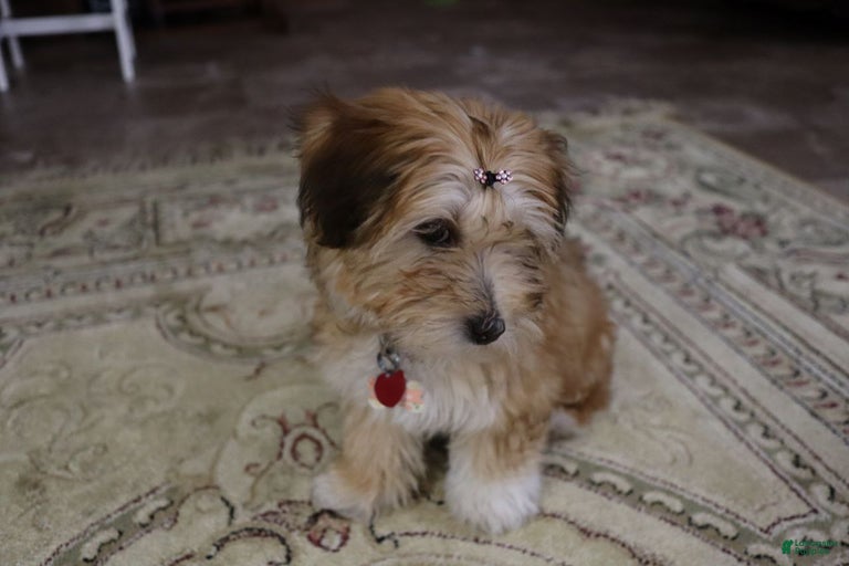 Gallery Image {{count}}