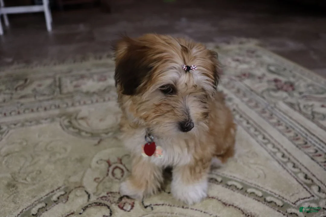 Gallery Image {{count}}