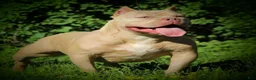 American Bully dogs for sale: Tootie - Ad 5