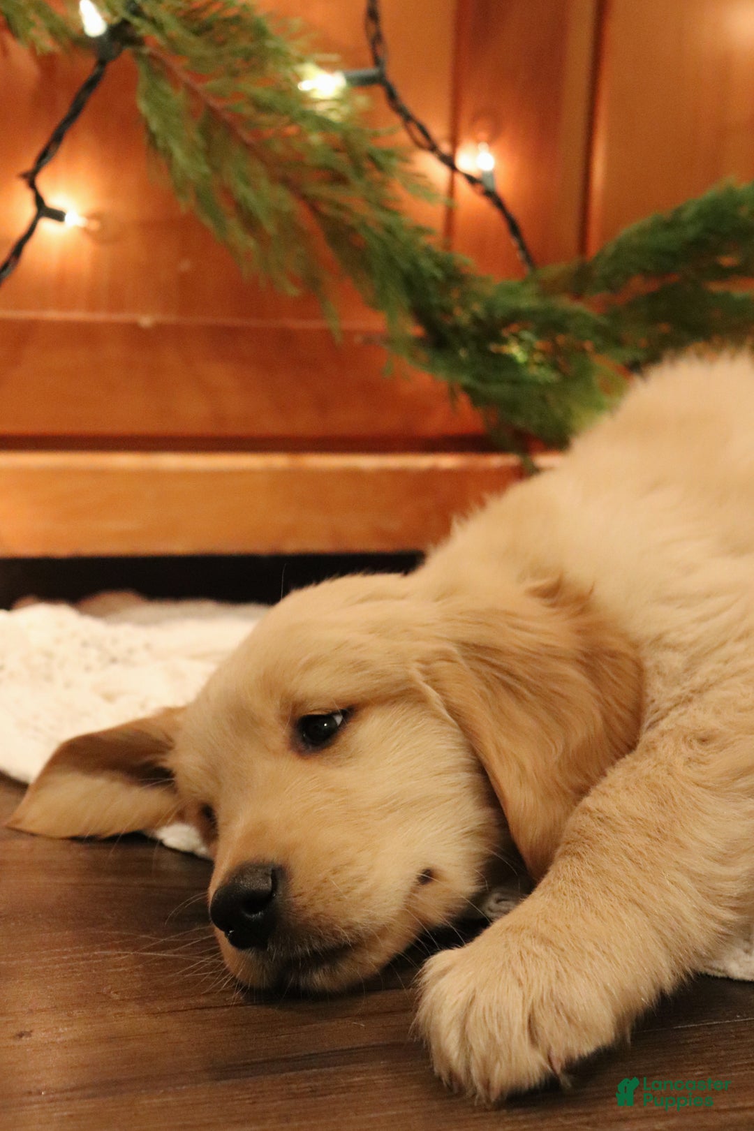 Golden Retriever dogs for sale: Molly  - Ad 6