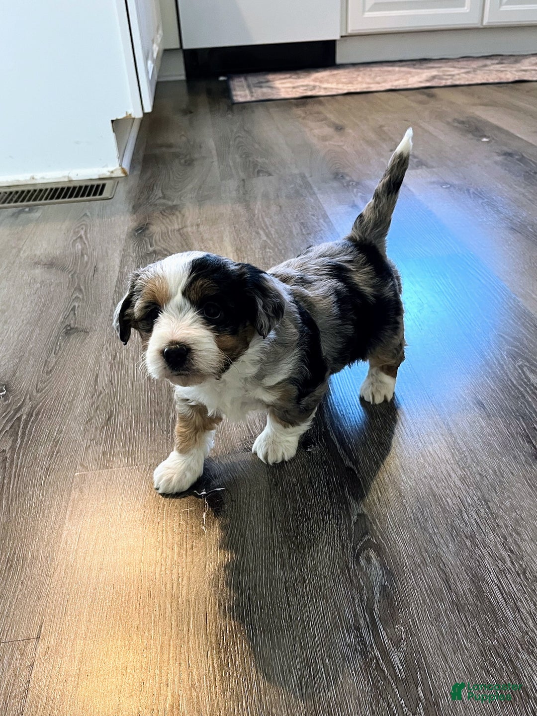 Mini Aussiedoodle dogs for sale: Marley - Ad 6