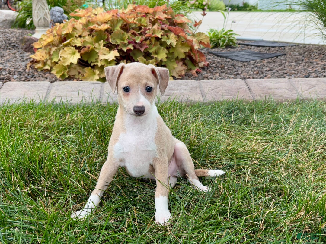 Italian Greyhound dogs for sale: Gordie - Ad 8