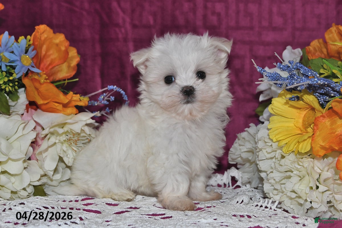 Maltese dogs Tina - Ad 2