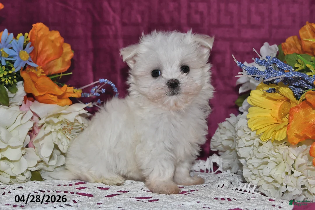 Maltese dogs for sale: Tina - Ad 2