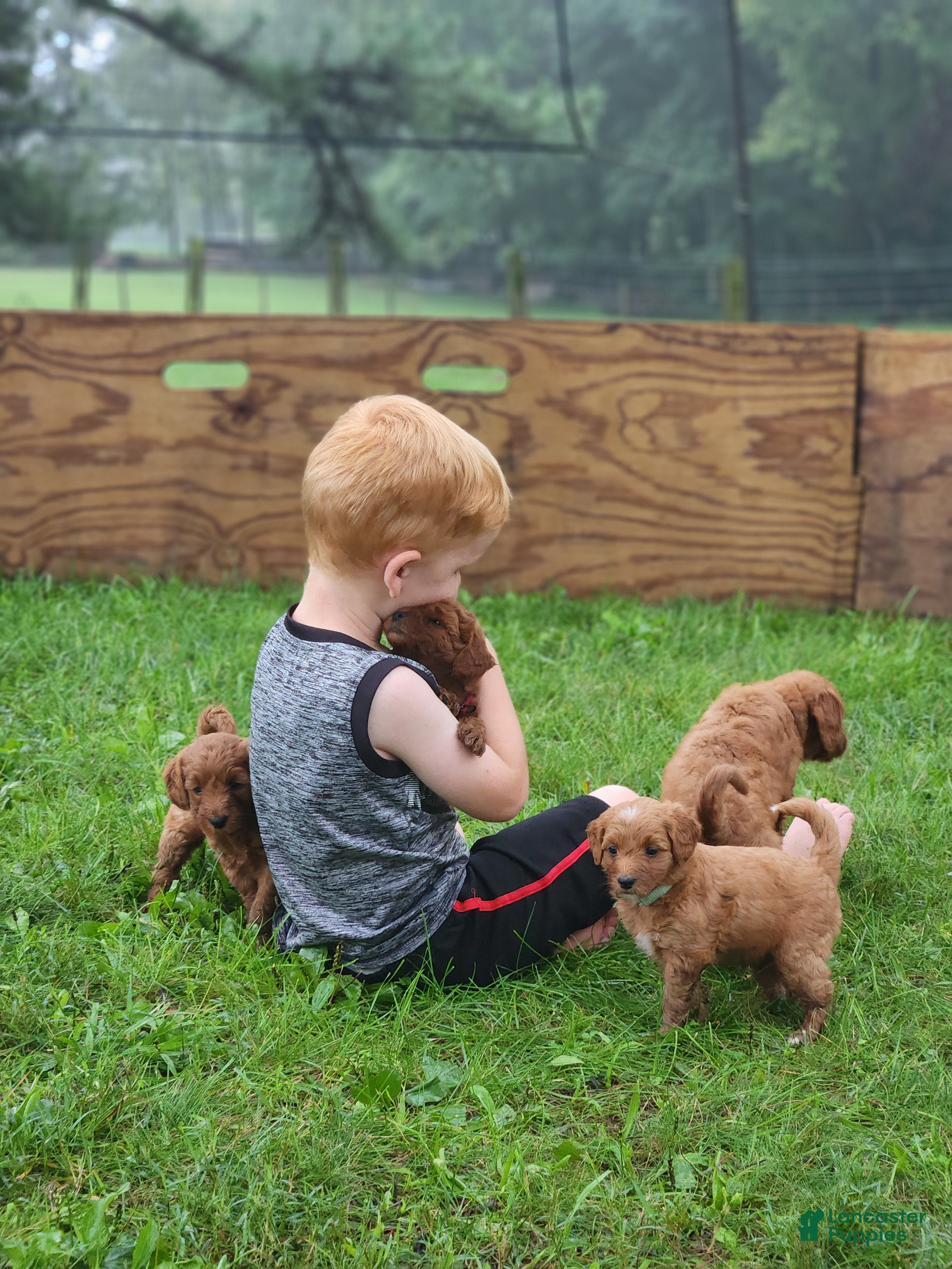 Miniature Labradoodle dogs Taffy - Ad 2