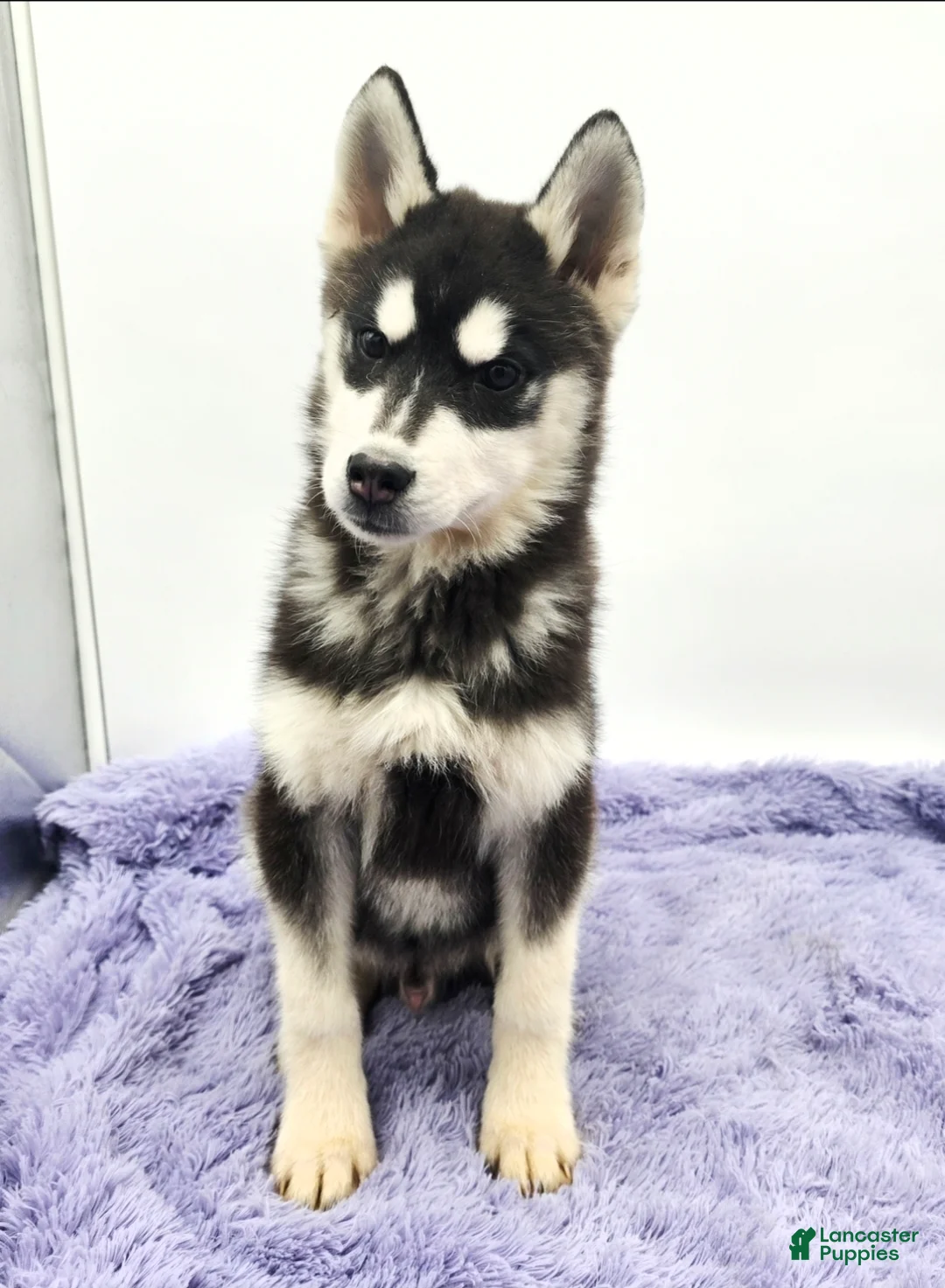 Siberian Husky dogs for sale: Titan - Ad 2