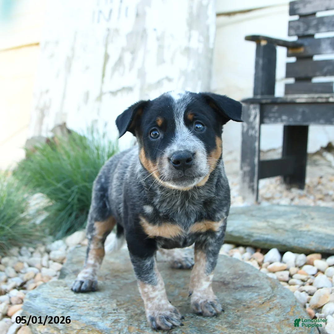 Australian Cattle Dog dogs for sale: Leon - Ad 1