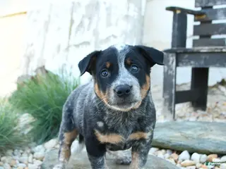 Australian Cattle Dog dogs for sale: Leon - Ad 2