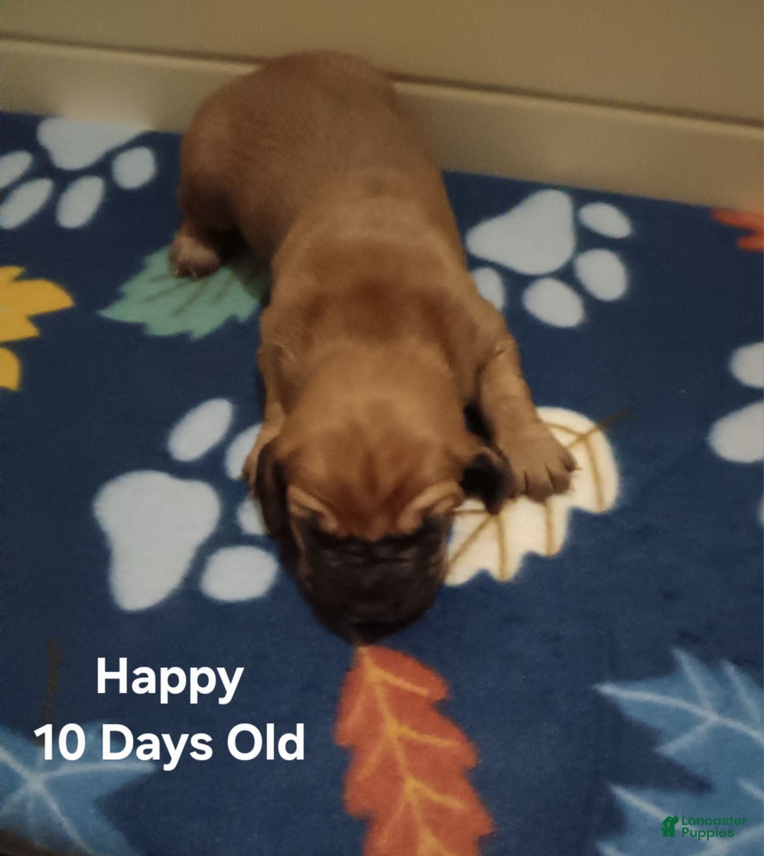 Basset Hound dogs for sale: Happy - Ad 5