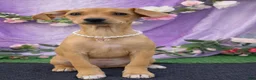 Chiweenie dogs for sale: Chiweenie Puppy 1 - Ad 2