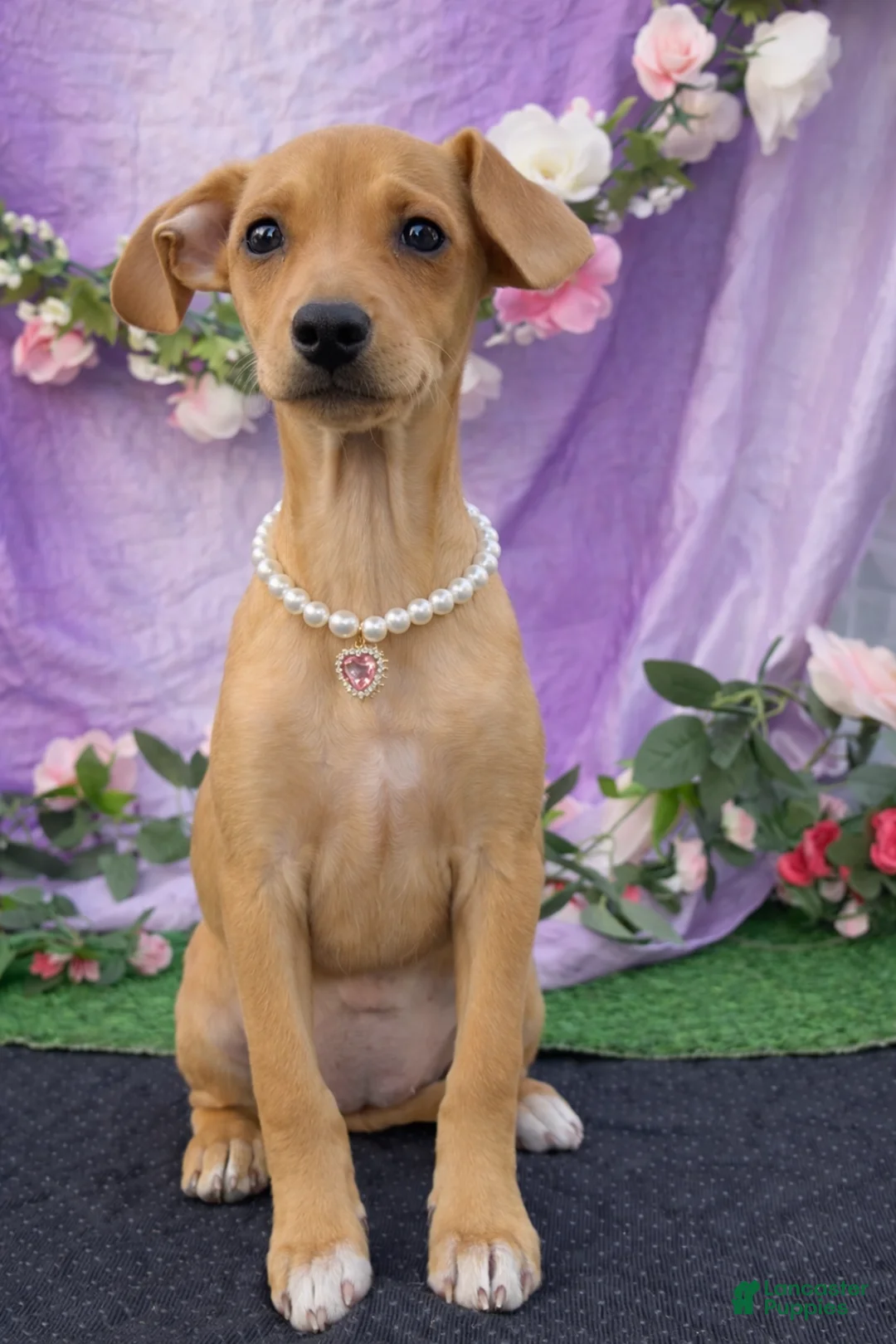 Chiweenie dogs for sale: Chiweenie Puppy 1 - Ad 2