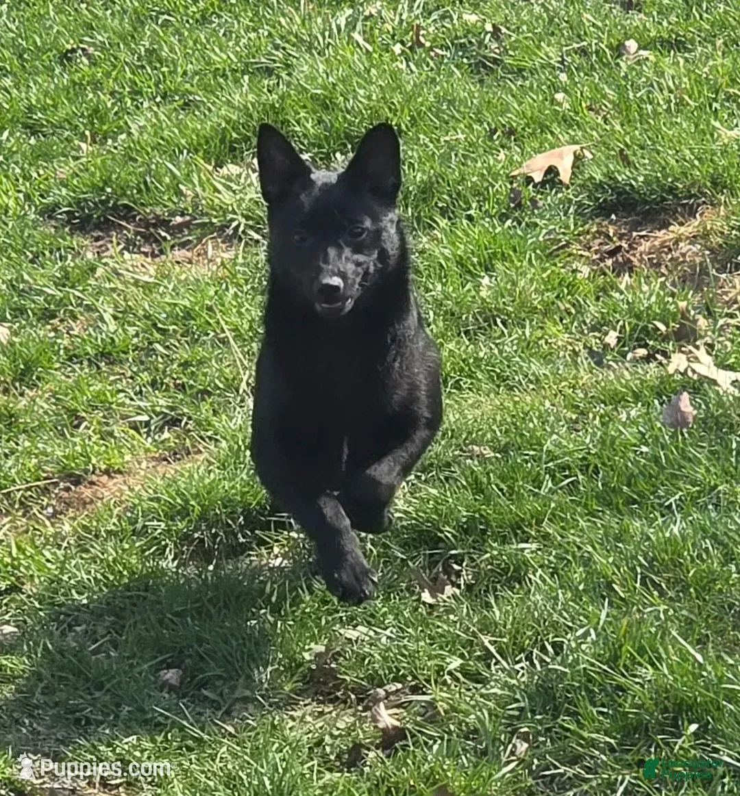 Schipperke dogs for sale: Zoe - Ad 2