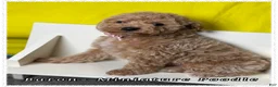Miniature Poodle dogs for sale: Baron - Ad 9