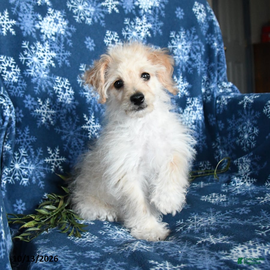 Bichpoo dogs for sale: Zachary  - Ad 1