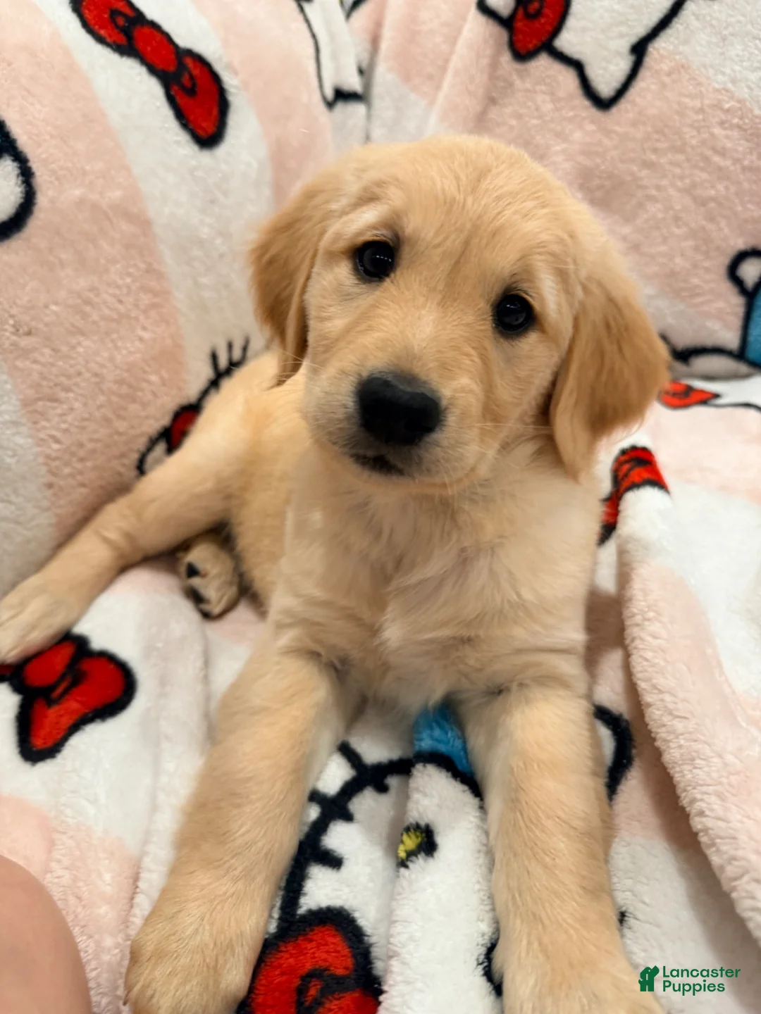 Golden Retriever dogs for sale: Golden Retriever Puppy 2 - Ad 4