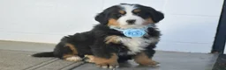 Bernese Mountain Dog dogs for sale: Gunner - Ad 2