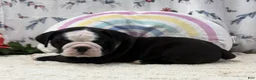 English Bulldog dogs for sale: Marla - Ad 4
