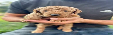 Finn
