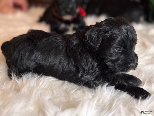 Miniature Schnauzer dogs Moya - Ad 2