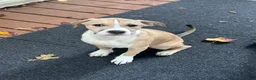 Mixed Breed dogs for sale: Daisy - Ad 2