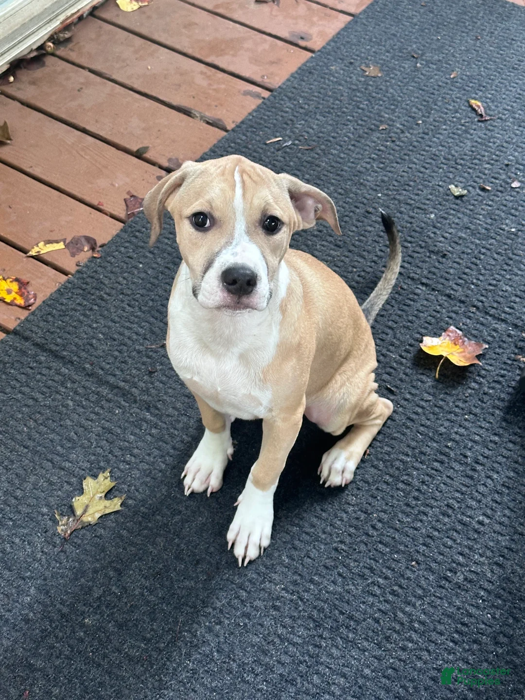 Mixed Breed dogs for sale: Daisy - Ad 2