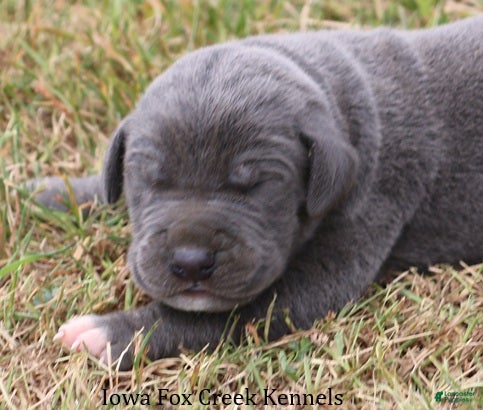 Great Dane dogs Smokey - Ad 28