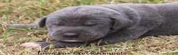 Great Dane dogs for sale: Smokey - Ad 1