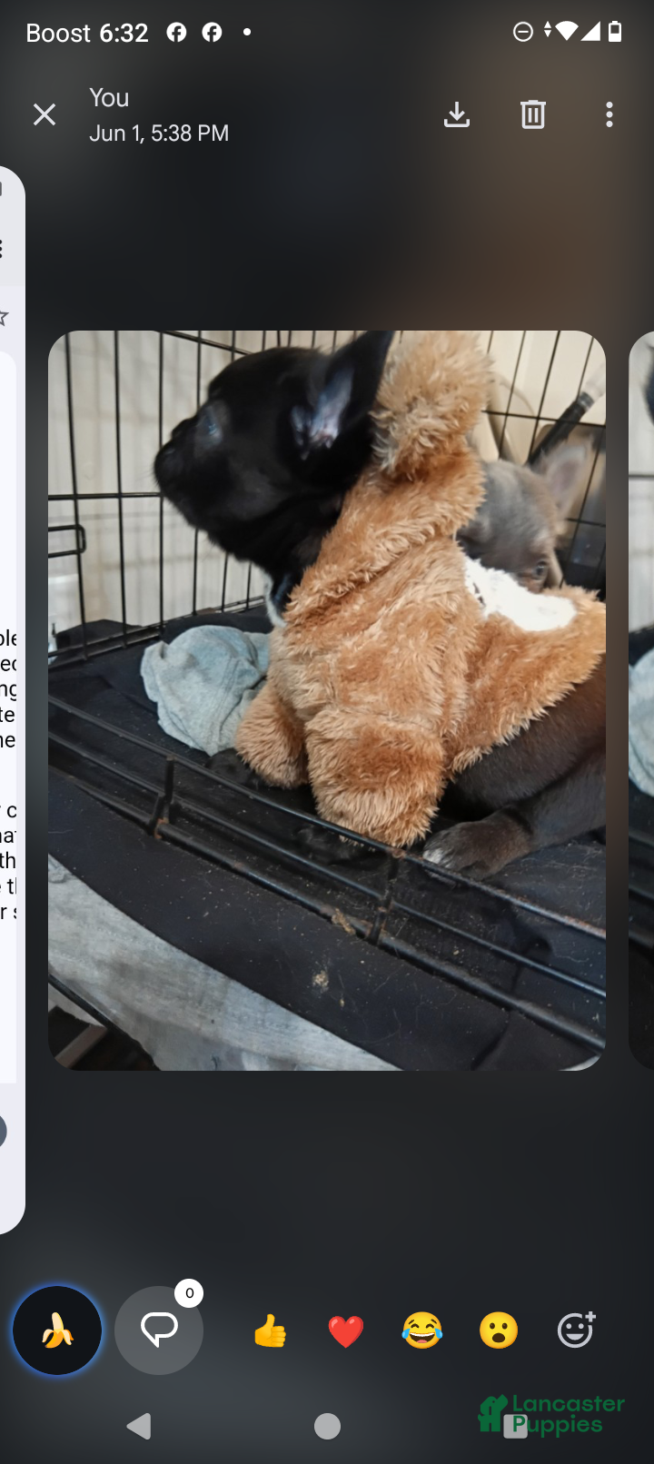 French Bulldog dogs French Bulldog 4 Hershey  - Ad 24