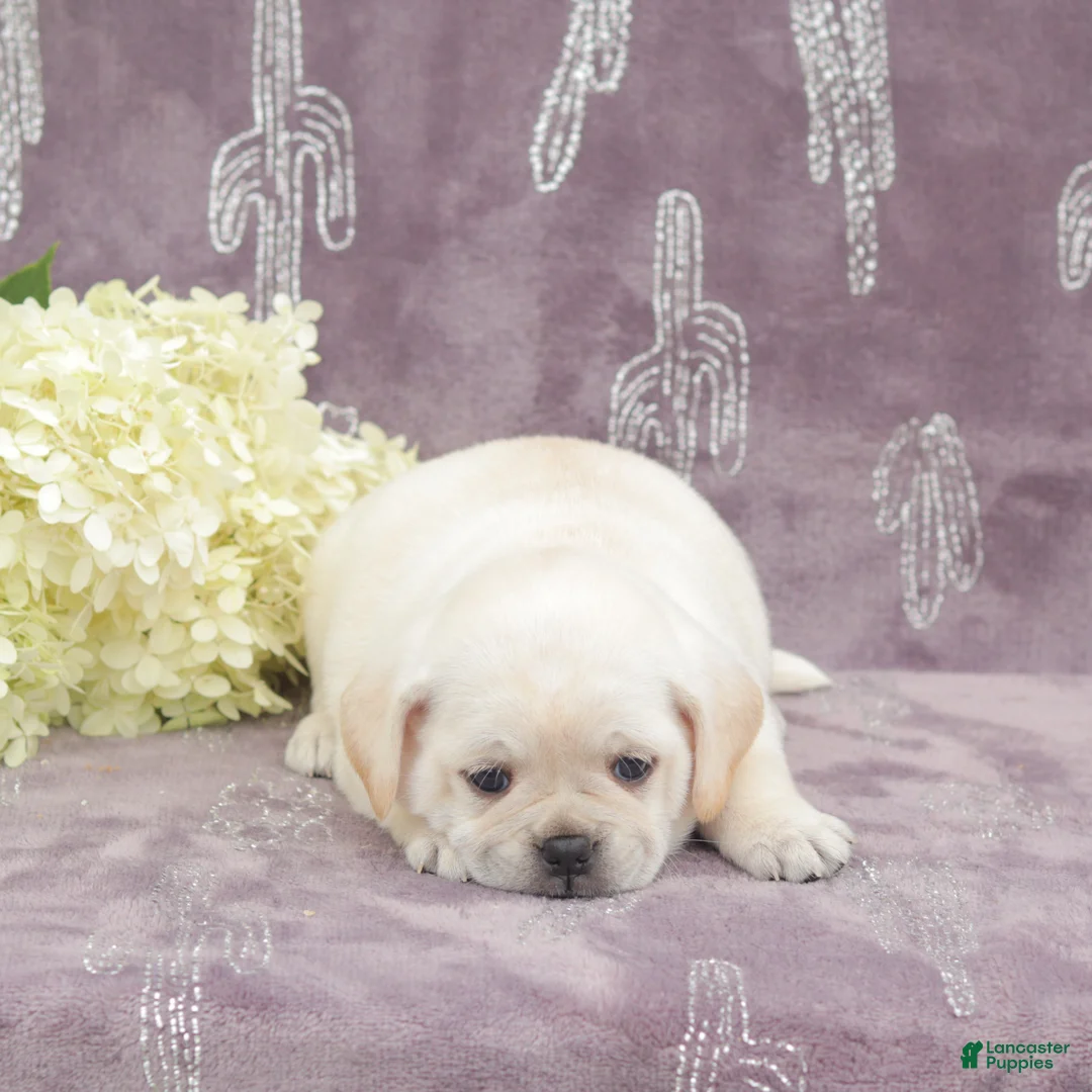 Puggle dogs for sale: Roxy - Ad 5