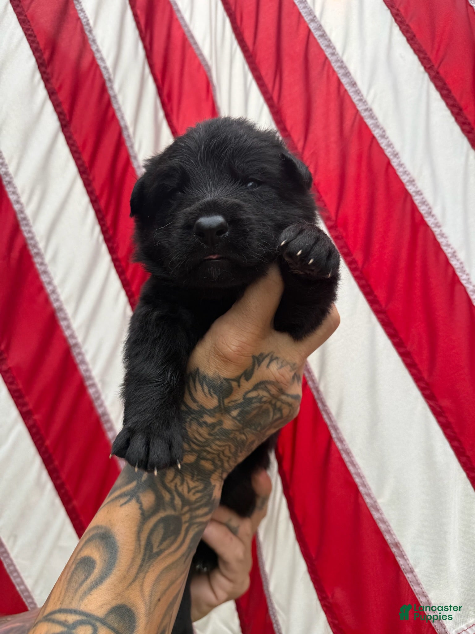 German Shepherd dogs Brisket - Ad 1