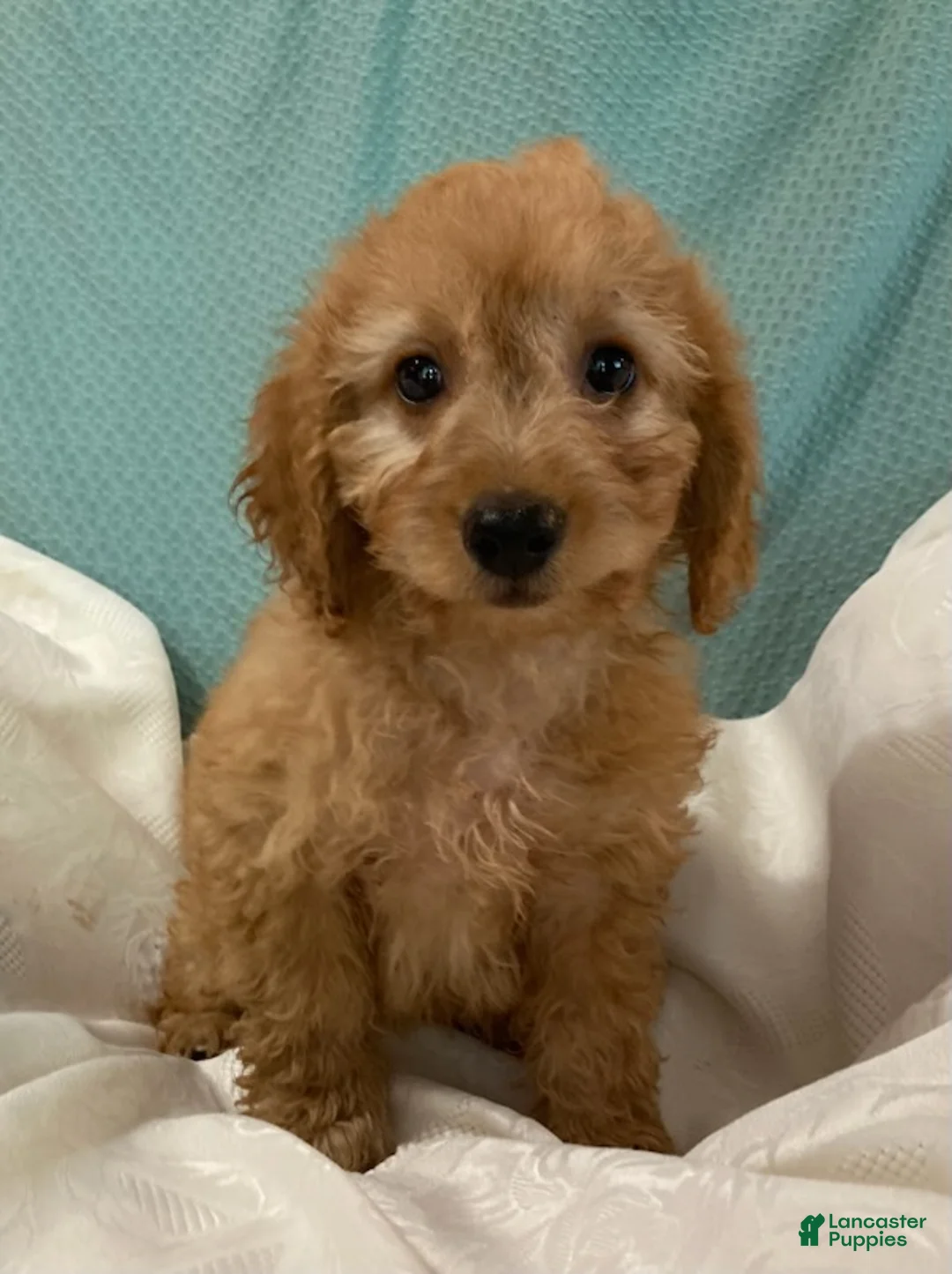 Goldendoodle dogs for sale: Maverick-Male - Ad 7