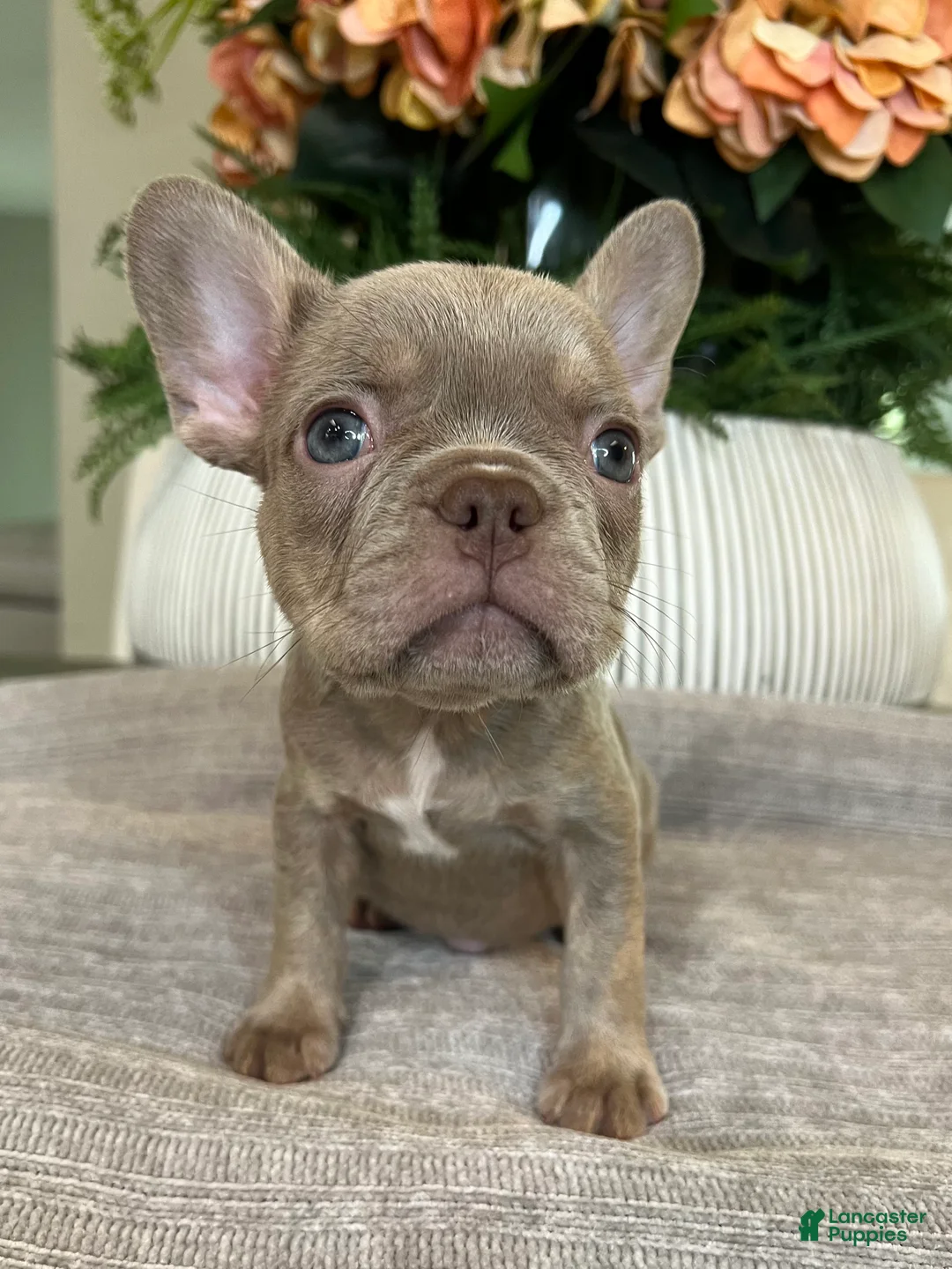 French Bulldog dogs for sale: Celine  - Ad 2