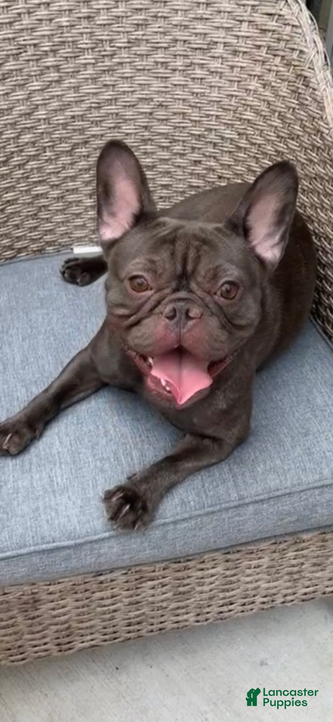 French Bulldog dogs for sale: Dobby - Ad 6