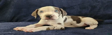 Gabby F2025 M3 Catahoula puppy
