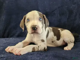 Catahoula Leopard Dog dogs Gabby F2025 M3 Catahoula puppy - Ad 11