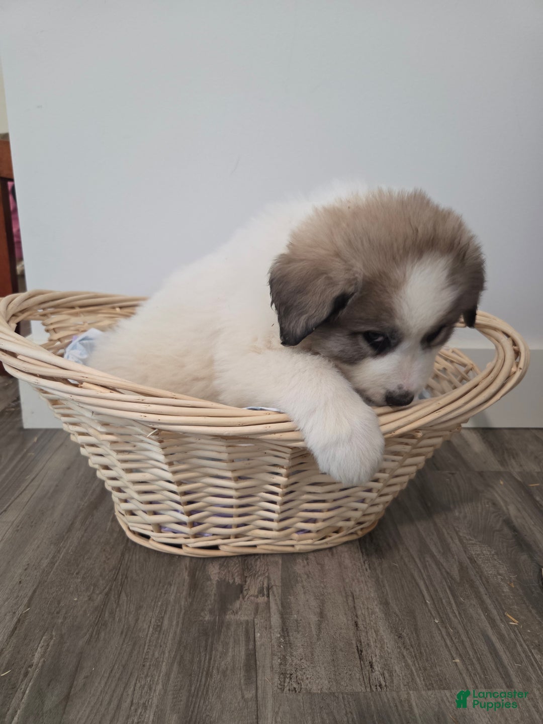 Great Pyrenees dogs for sale: Spot - Ad 4