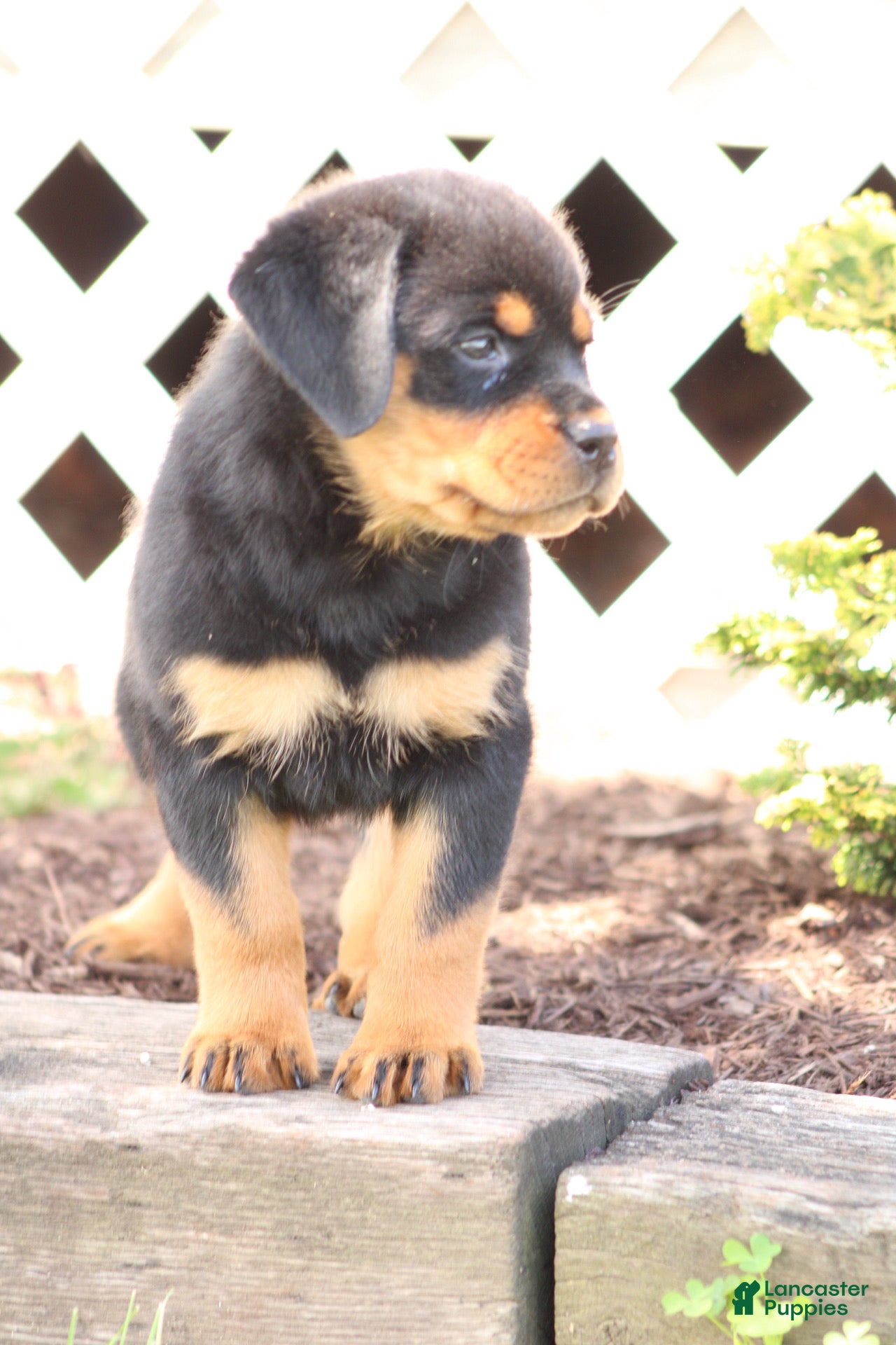 Rottweiler dogs for sale: Dynamite  - Ad 6